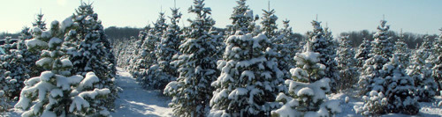 Christmas Trees Schuylkill County Pennsylvania